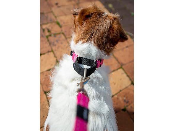 Rogz Control Martingale Web Collar Small