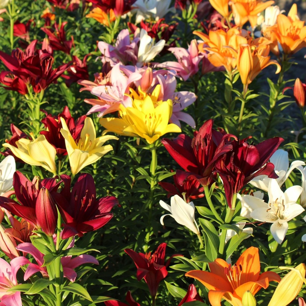 Lilium Oohs and Aahs - Gallery 5