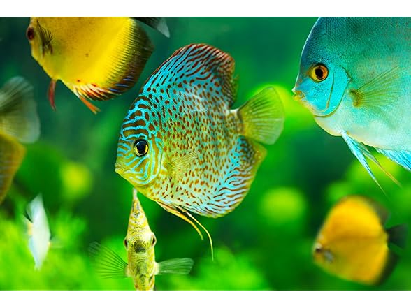 Galápagos (05356) Freshwater Starter Kit - Natur