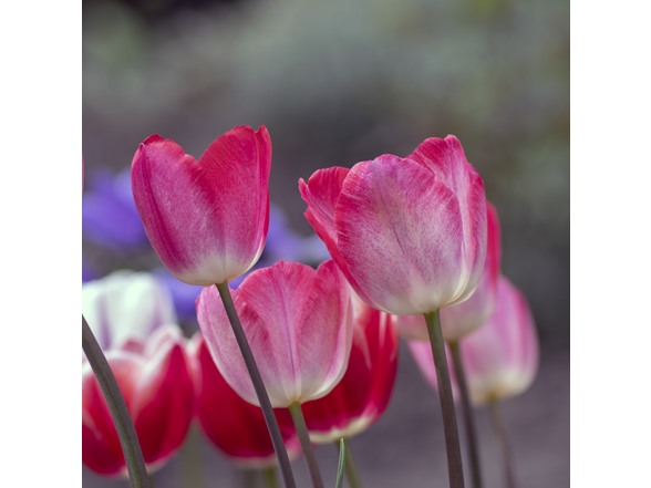 Spring Showgirl Tulip Flowers