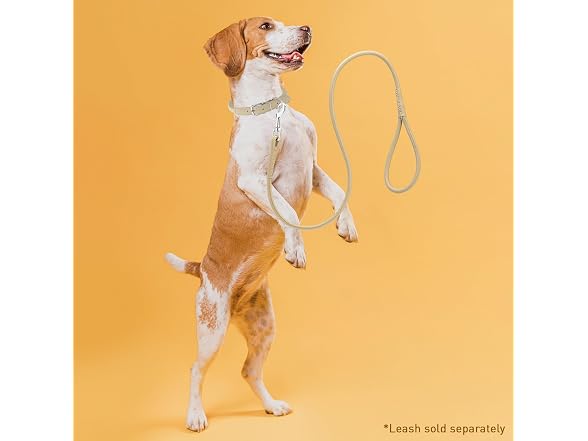 Dogline Rolled Leather Dog Collar