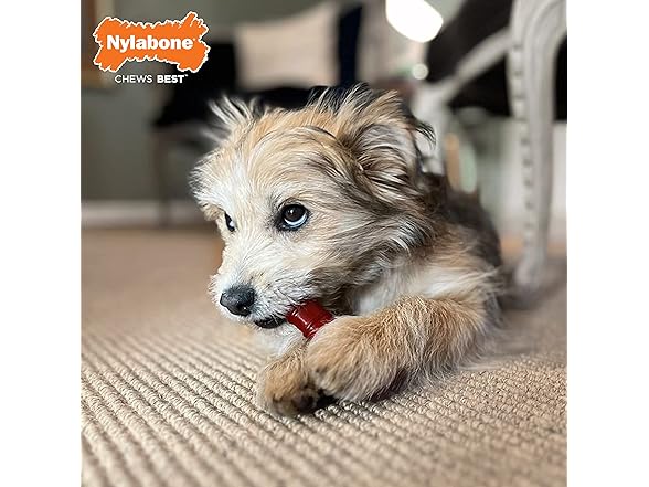 Nylabone Original & Textured Chew Toy