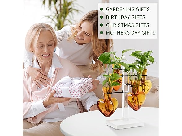 4 Love Heart Vase Plant Propagation