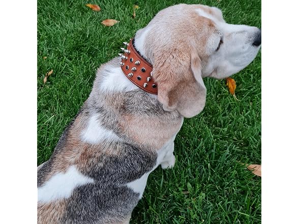 BlazingPaws® Sabrington 2 In Wide Luxury Spi