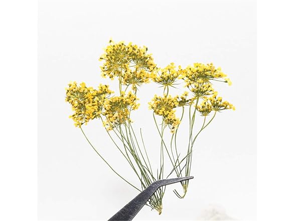 Ximkee Natural Real Pressed Dried Flower