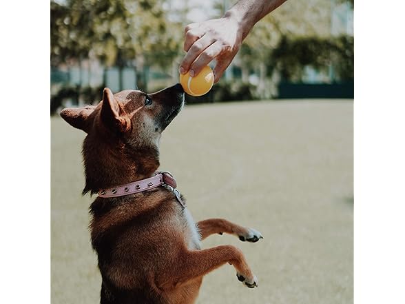 Playology Squeaky Chew Ball Dog Toy Chicken Scent