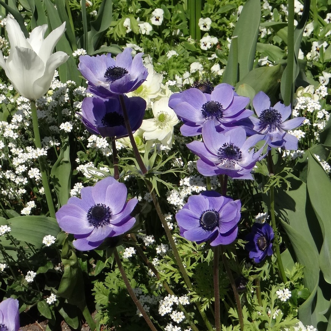 Poppy Anemone Flowers - Gallery 6