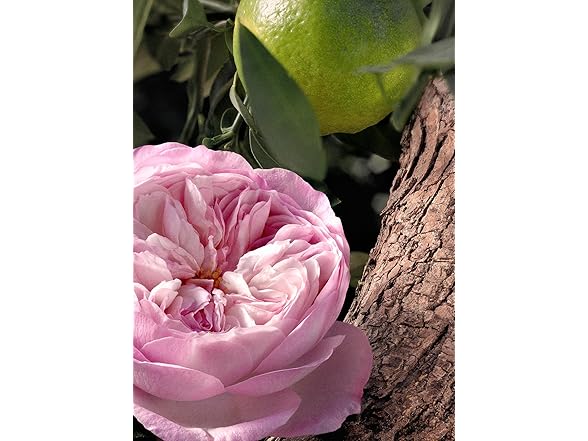 Chloe Rose Naturelle Intens 1.6 oz EDP Spray