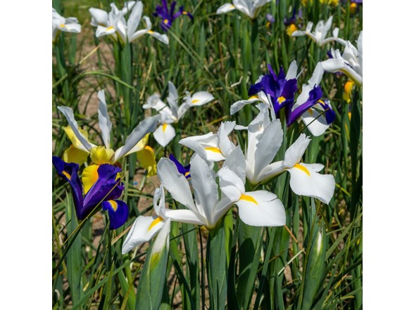 Dutch Iris Mix - 130 Bulbs and Tool