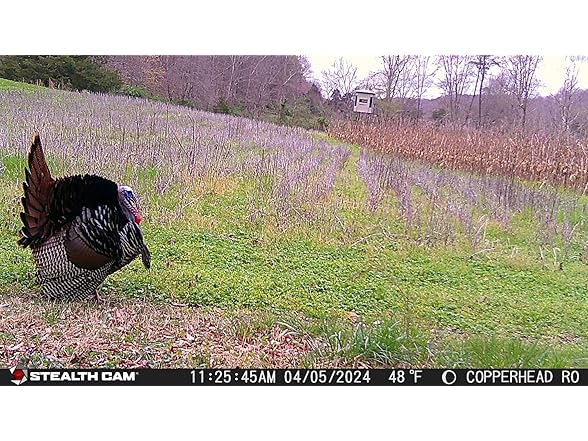 (3 PACK) Stealth Cam Connect Max Trail Camera