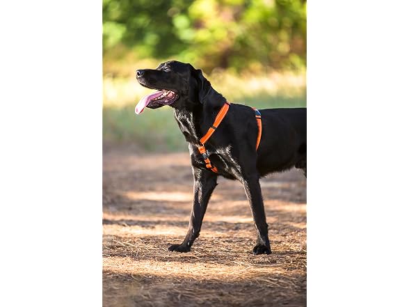 Reflective Adjustable Dog H Harness for Larg