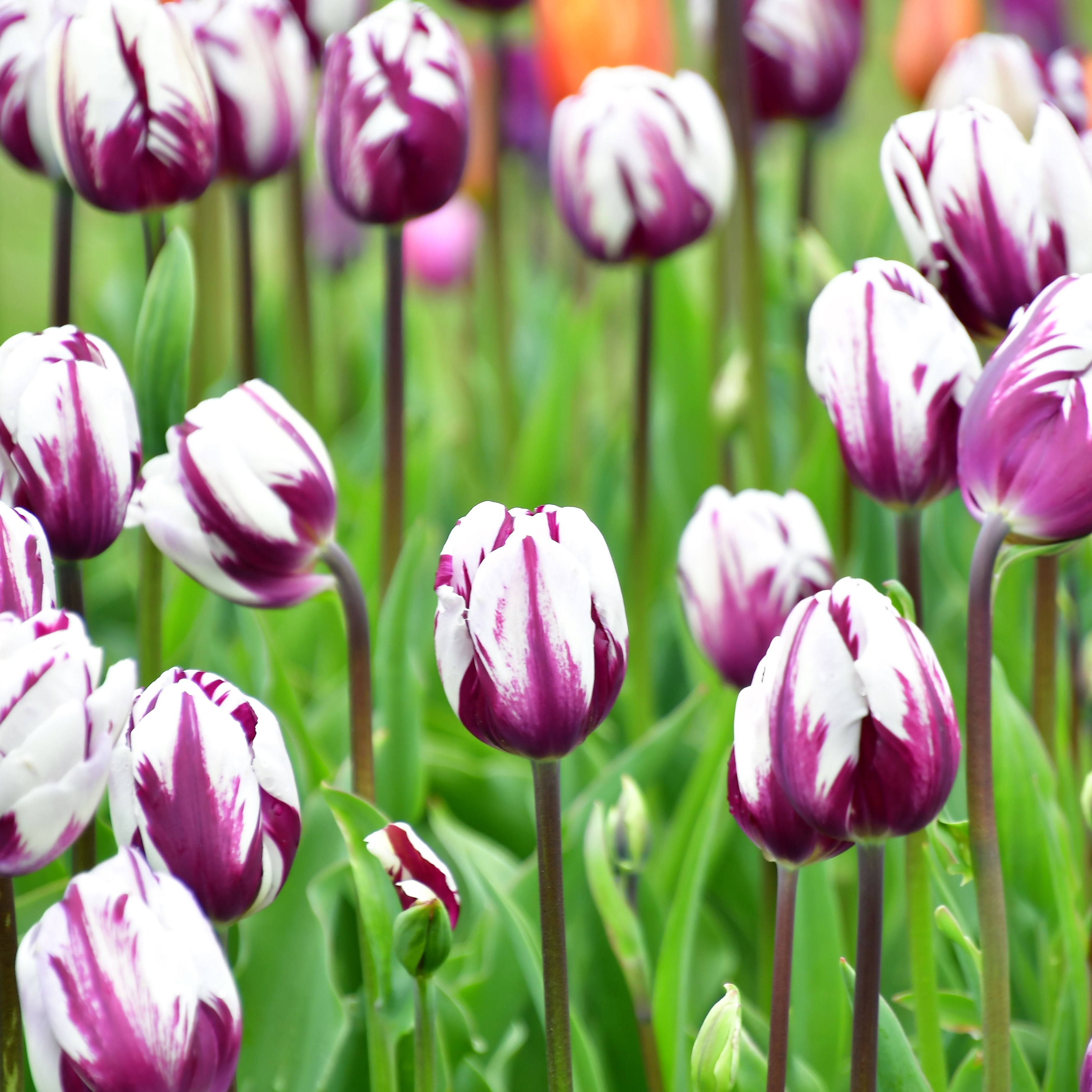 Blueberry Swirl Tulip Flowers - Gallery 8