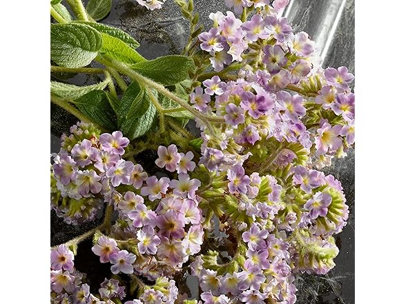 Dolce & Gabbana Ladies Q Eau de Parfum Intense, 3.3 oz