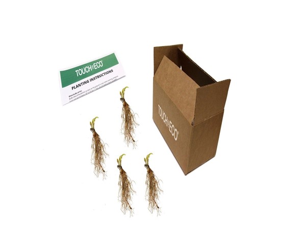 Bressingham Blue Hosta - 4 Roots