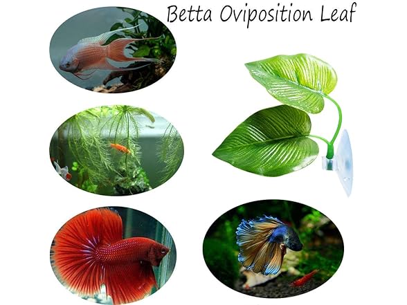 4-Pack Betta Fish Leaf Resting Pads