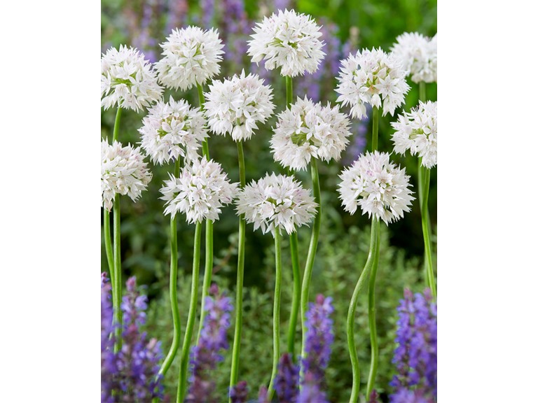 Touch Of ECO 7089-2 30 Bulbs 