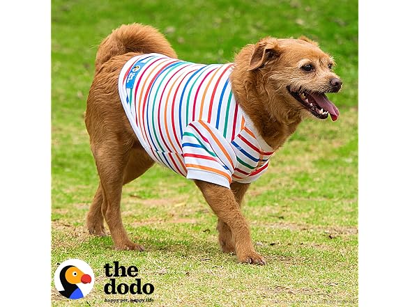 The Dodo Striped Crewneck Sweatshirt for Dogs, L