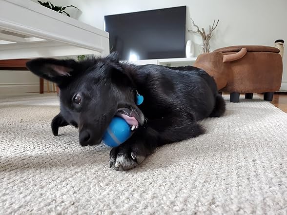 BarxBuddy Busy Ball Interactive