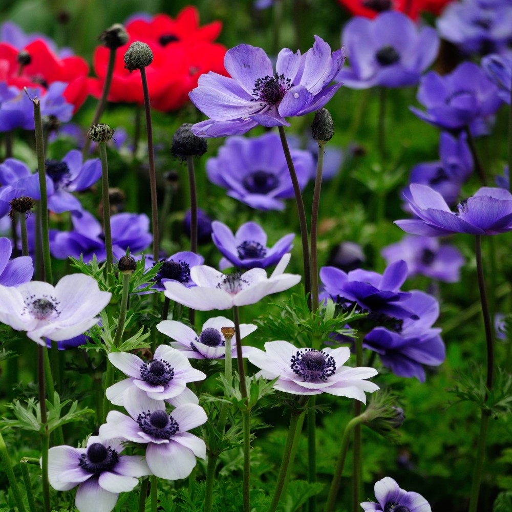 English Garden Flower Mix Collection - Gallery 11