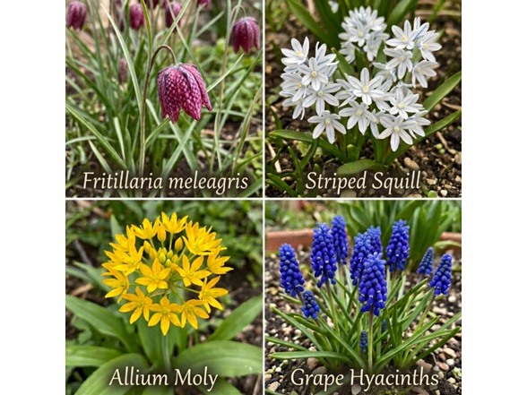 Garden Gems Flower Collection - 100 Bulbs