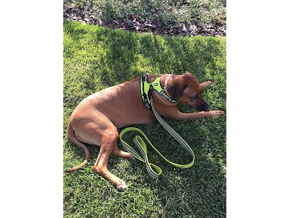 Chai's Choice Dog Harness Vest Small (Lemon Lime)