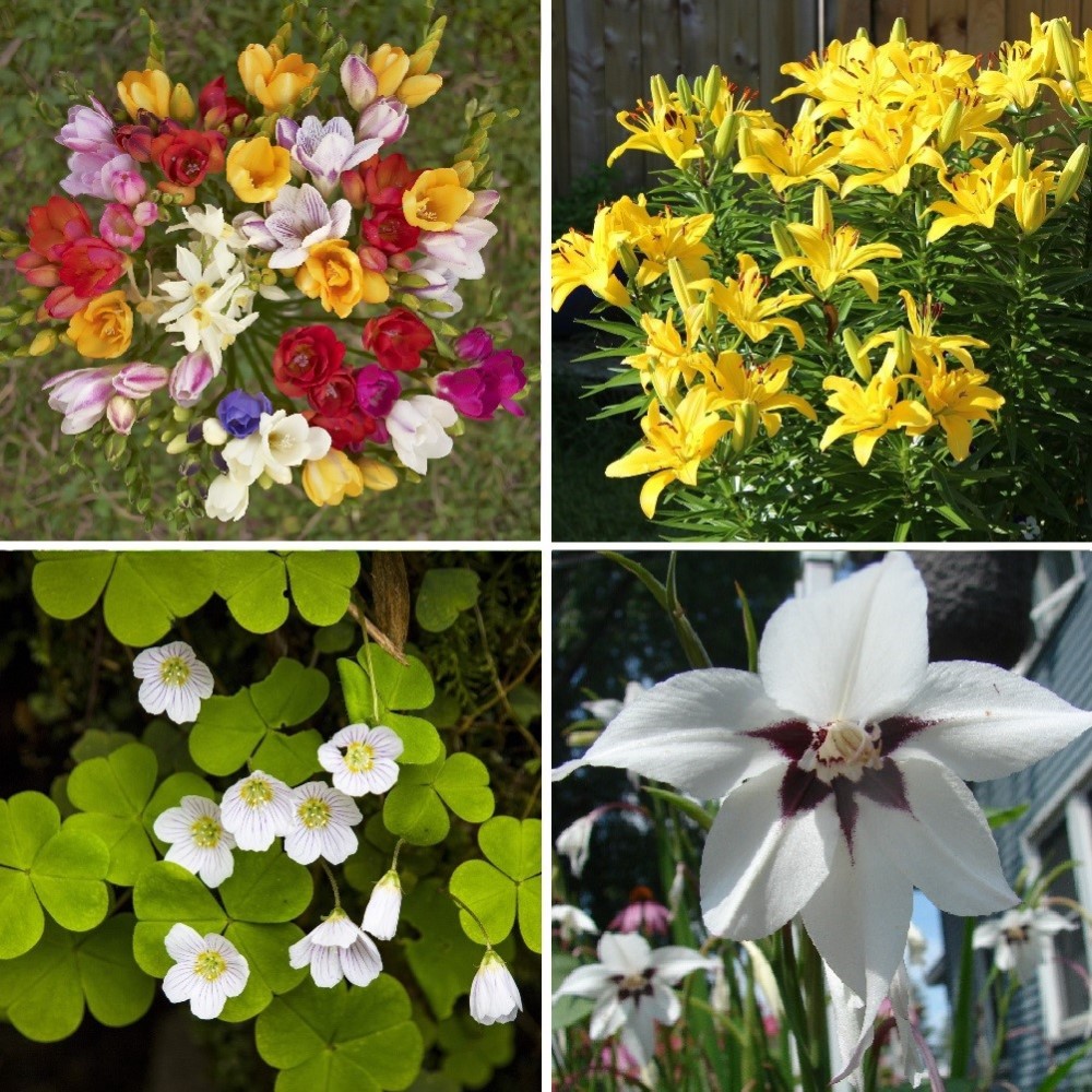 Summer Wedding Collection (100 Bulbs) - Gallery 10