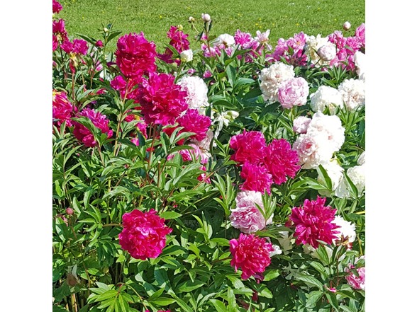 Mixed Peonies - 12 Bulbs and Tool