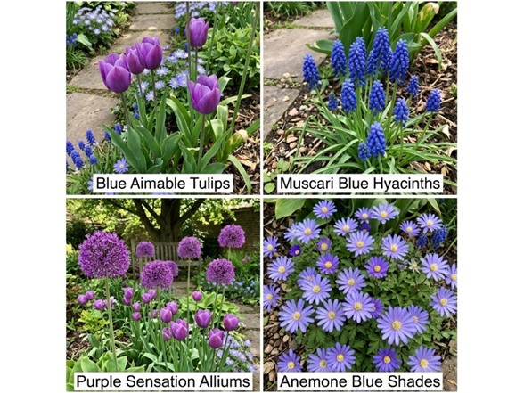 Blue Flower Spring Collection - 40 Bulbs