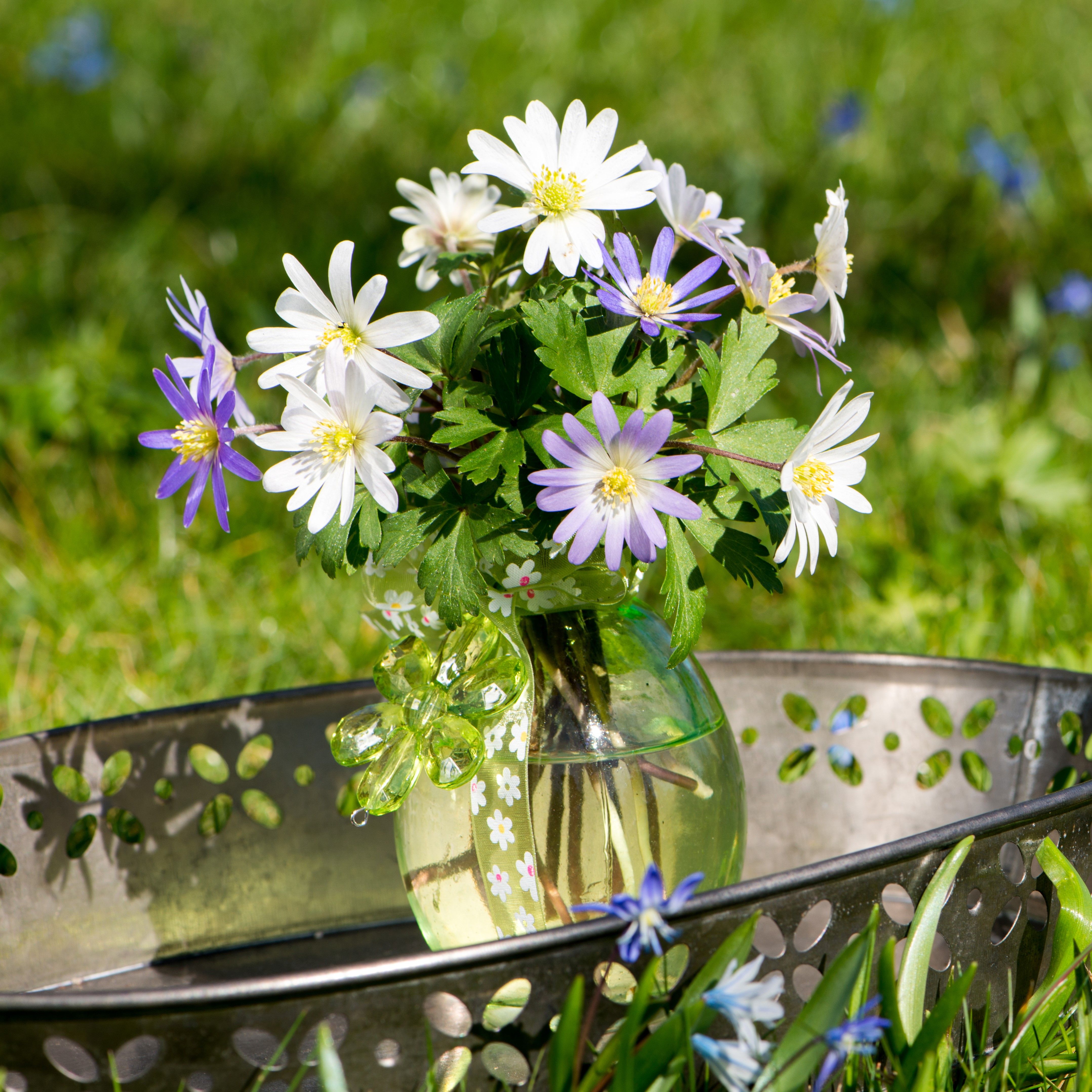 Anemone "Dutch Fireworks" Flower Mix - Gallery 9