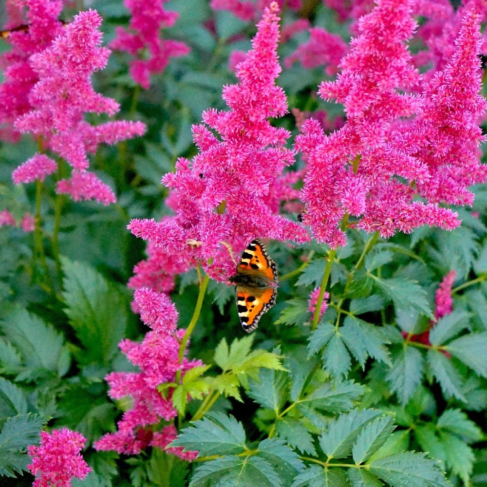 Large Plume Astilbe Mix - 9 Bulbs - Gallery 7