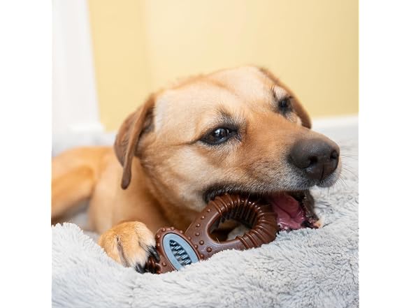 SPOT Bam-Bones Dental Pacifier Dog Chew Toy, Bison
