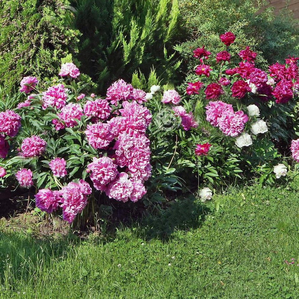 Touch Of ECO Mixed Peonies - Choose Qty - Gallery 8