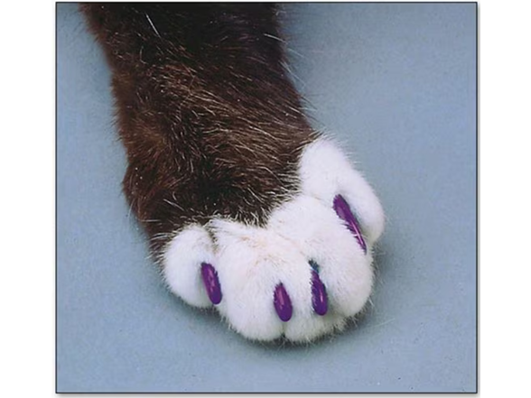 Purple Glitter