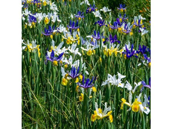 Dutch Iris Mix - 130 Bulbs and Tool
