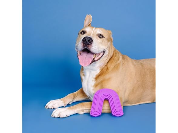 Fringe Studio Color ME Happy Purple Rubber Dog Toy