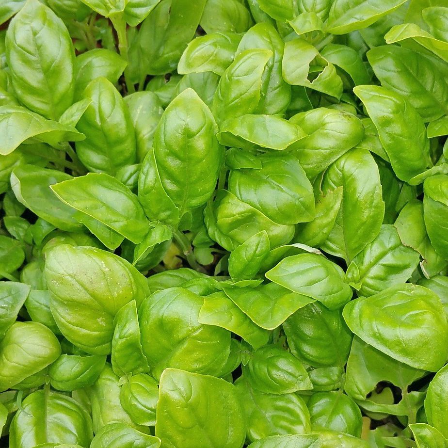 Touch Of ECO Organic Hanging Herb Kit - Gallery 10