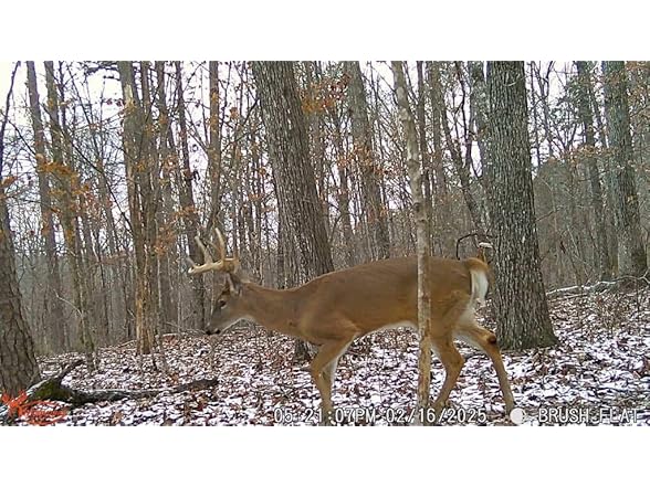 Wildgame Innovations 24MP Terra XD Trail Camera