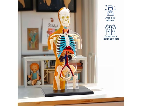 Thames & Kosmos 260830 Human Body Anatomy Model Toy