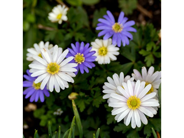Anemone "Dutch Fireworks" Flower Mix