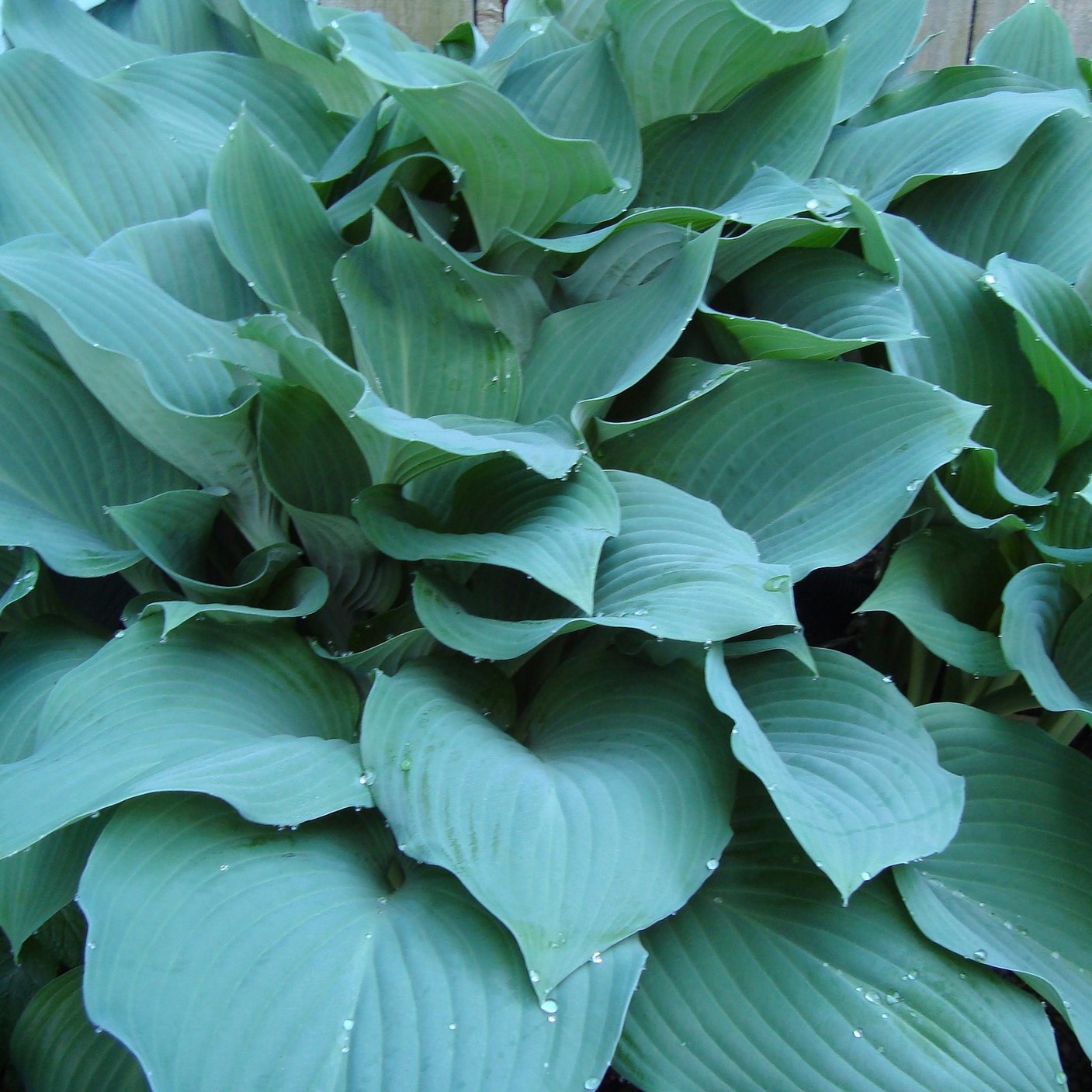 Touch Of ECO 3 Roots Bressingham Blue Hosta - Gallery 7