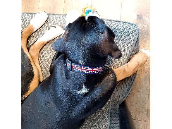 Buttonsmith Union Jack Dog Collar
