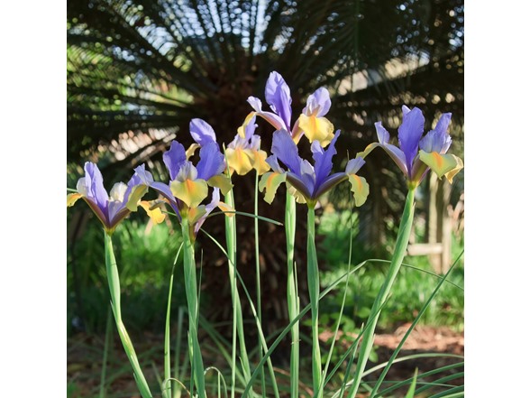 Mixed Dutch Iris Flowers