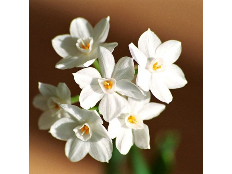 Touch Of ECO 4009-3 9 Bulbs 