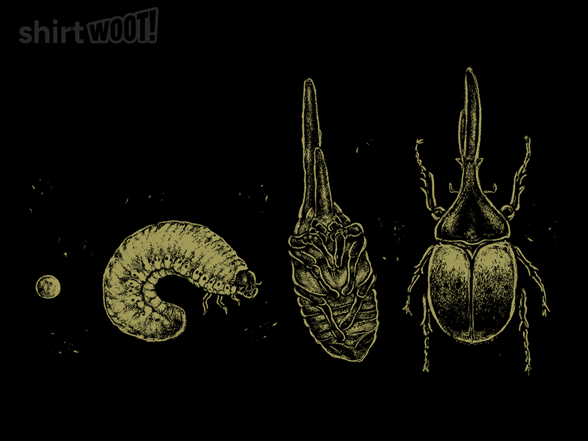 Beetle Life Cycle