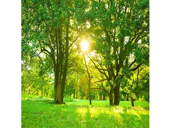Green Forest Photo Backdrops 10x10ft