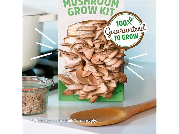 Back to the Roots Organic Mushroom Grow Kit 3-Pack