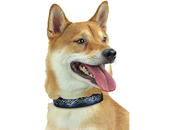 Zubaz NFL Team Adjustable Pet Collar for Cat