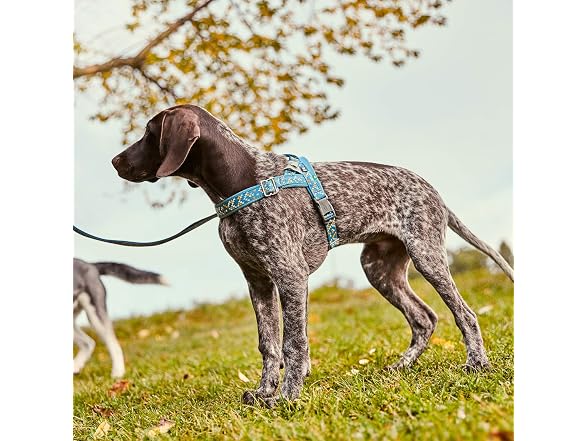 Hurtta Razzle-Dazzle H-Harness, Hedge, 26-32