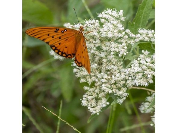 Baby's Breath - 24 Bulbs
