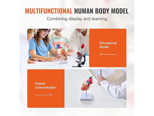 VEVOR Human Heart Model, 2-Part 1:1